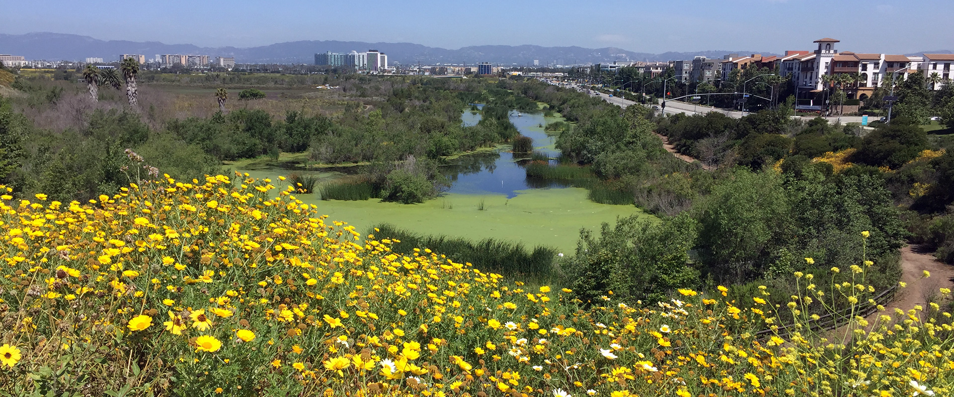 A scenic view of LMU and the neighboring Ballona Creek from a nearby trail with downtown Los Angeles in the distance