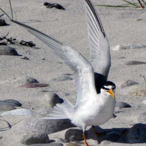 Adult least tern in Venice Beach, CA.