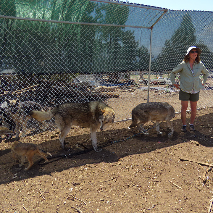 Wolf hybrids at the research site in Frazier Park, CA.