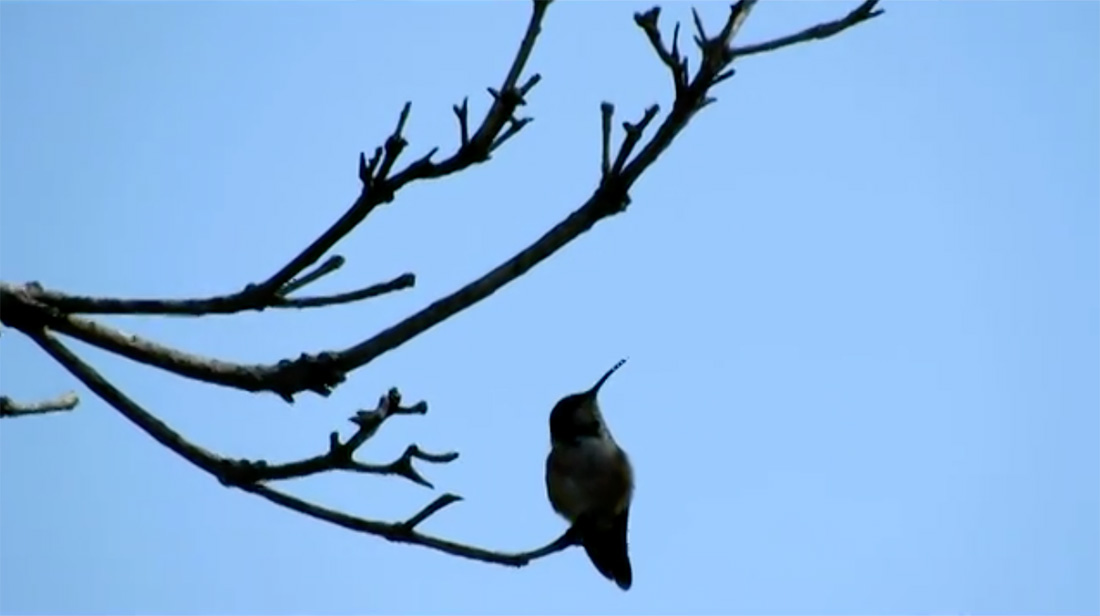 A hummingbird perched on a branch
