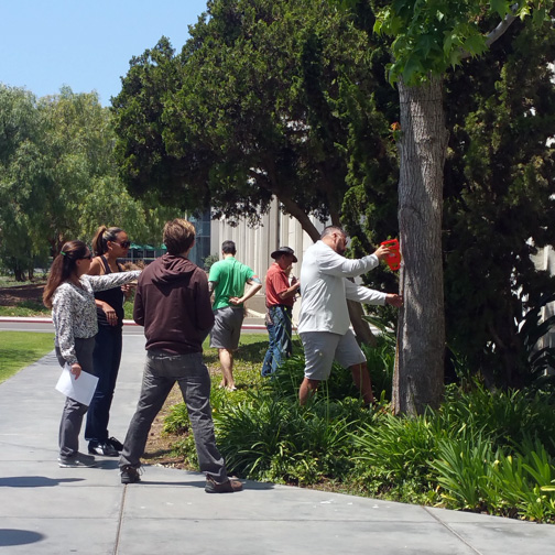 Students taking measurements of a tree on campus