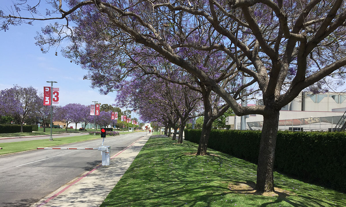 Trees with flowers along the Loyola Blvd entrance to campus