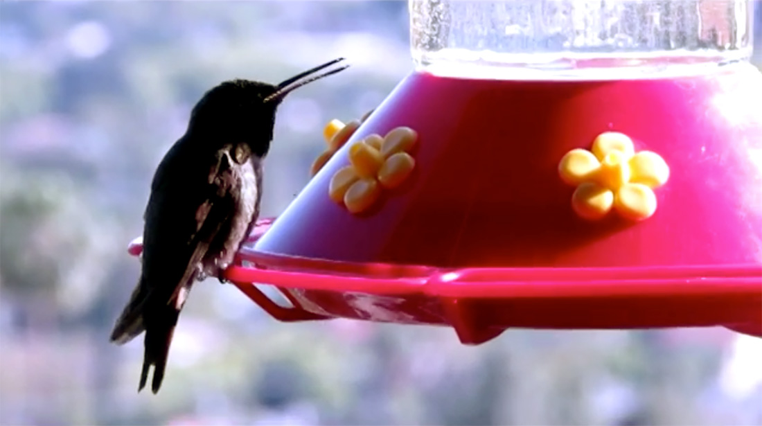 A hummingbird panting while sitting at a feeder