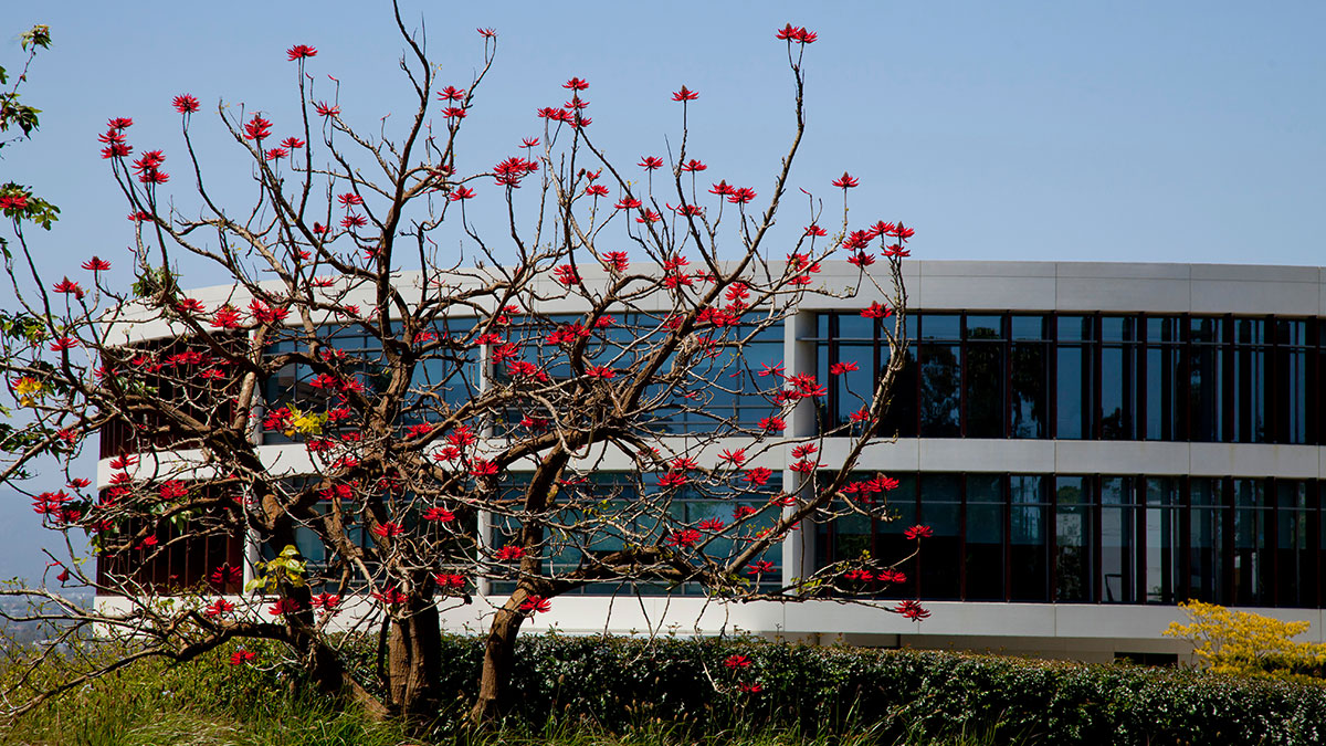 A tree with blooming flowers with the William H Hannon Library in the background